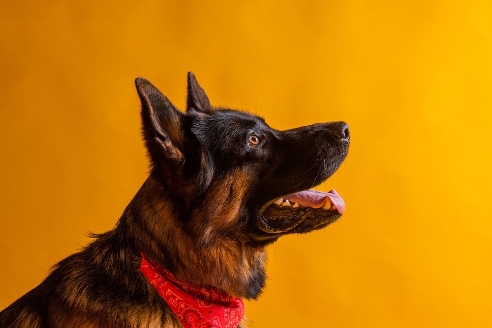 Dog studio Photo session in Split Croatia