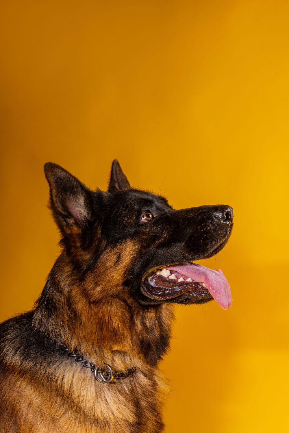 Dog studio Photo session in Split Croatia