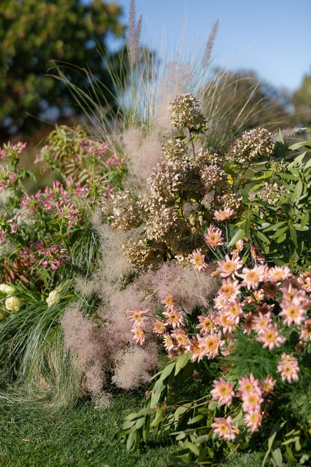 Garden border with peach-colored daisies and wispy ornamental grasses against a blue sky.