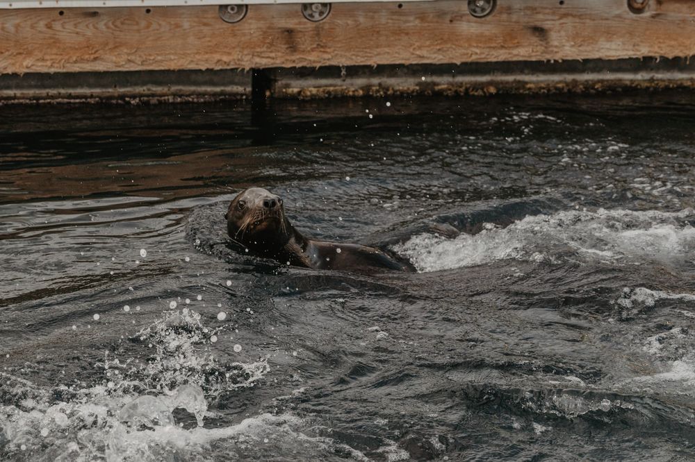 A brown bear splashes and plays in dark rippling water at a wildlife sanctuary or zoo.