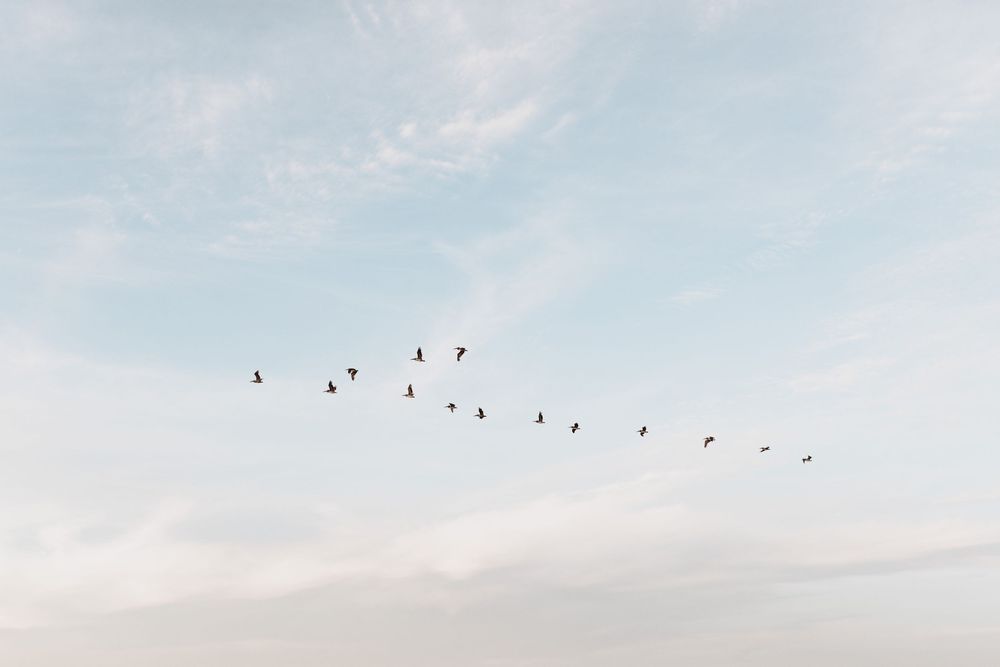 A flock of birds flying in V-formation across a pale blue sky with wispy clouds.