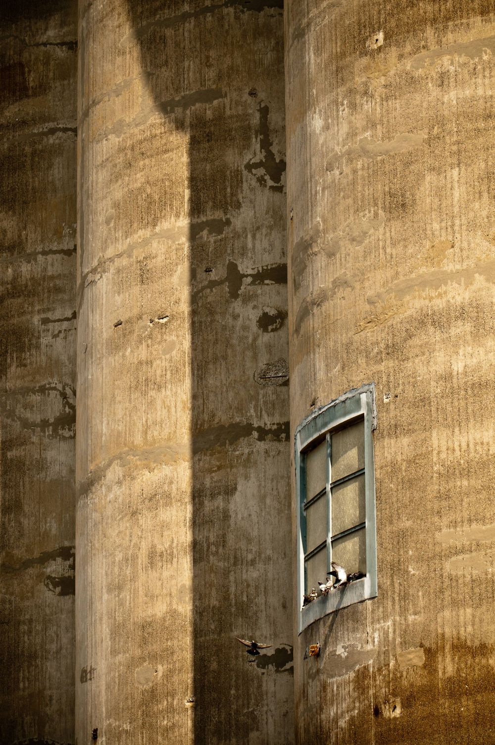 Pigeons roosting on a grain silo's faux window in Buffalo, NY