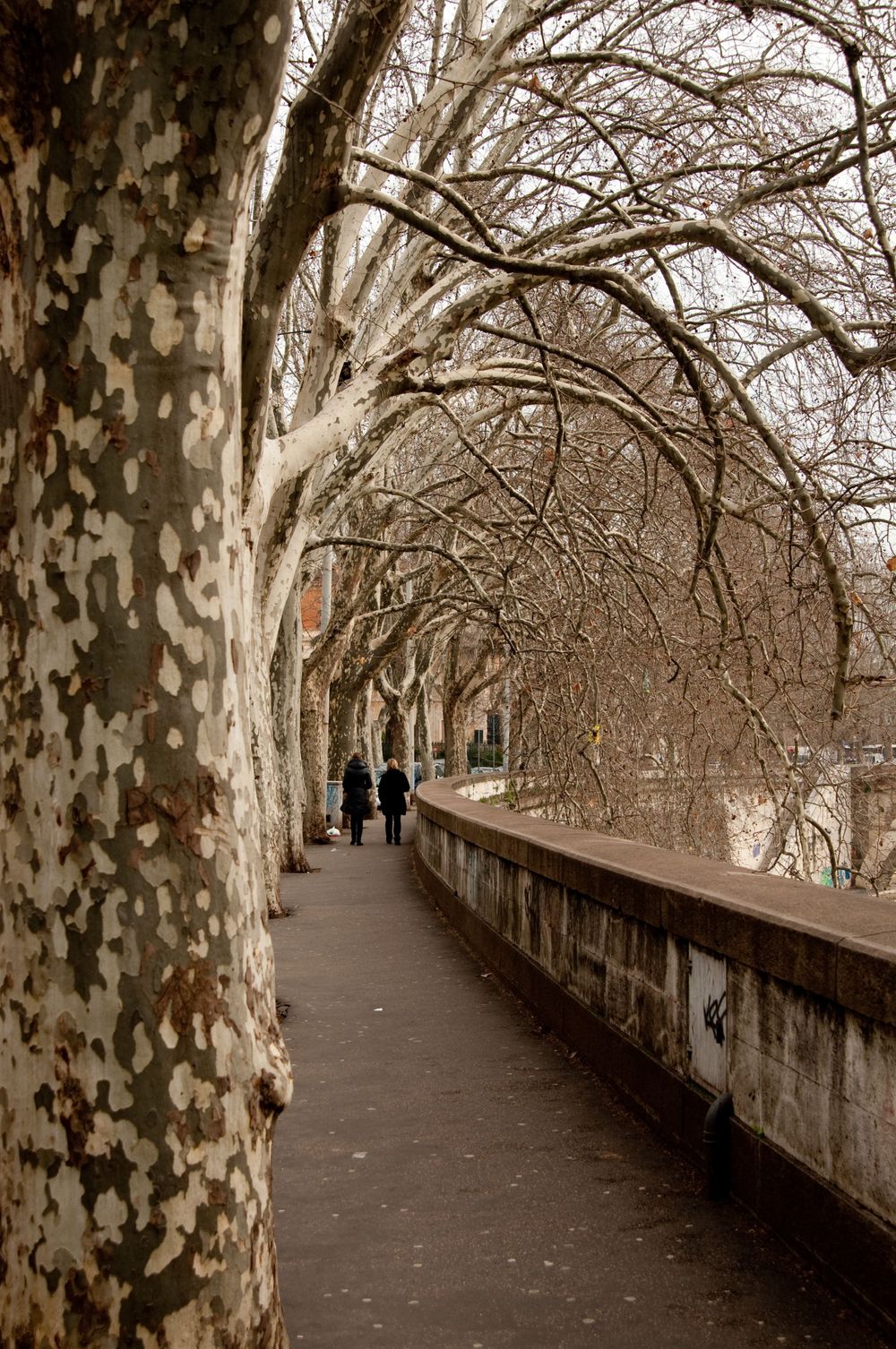 Trees along the Tiber River in Rome bending to cover the walkway