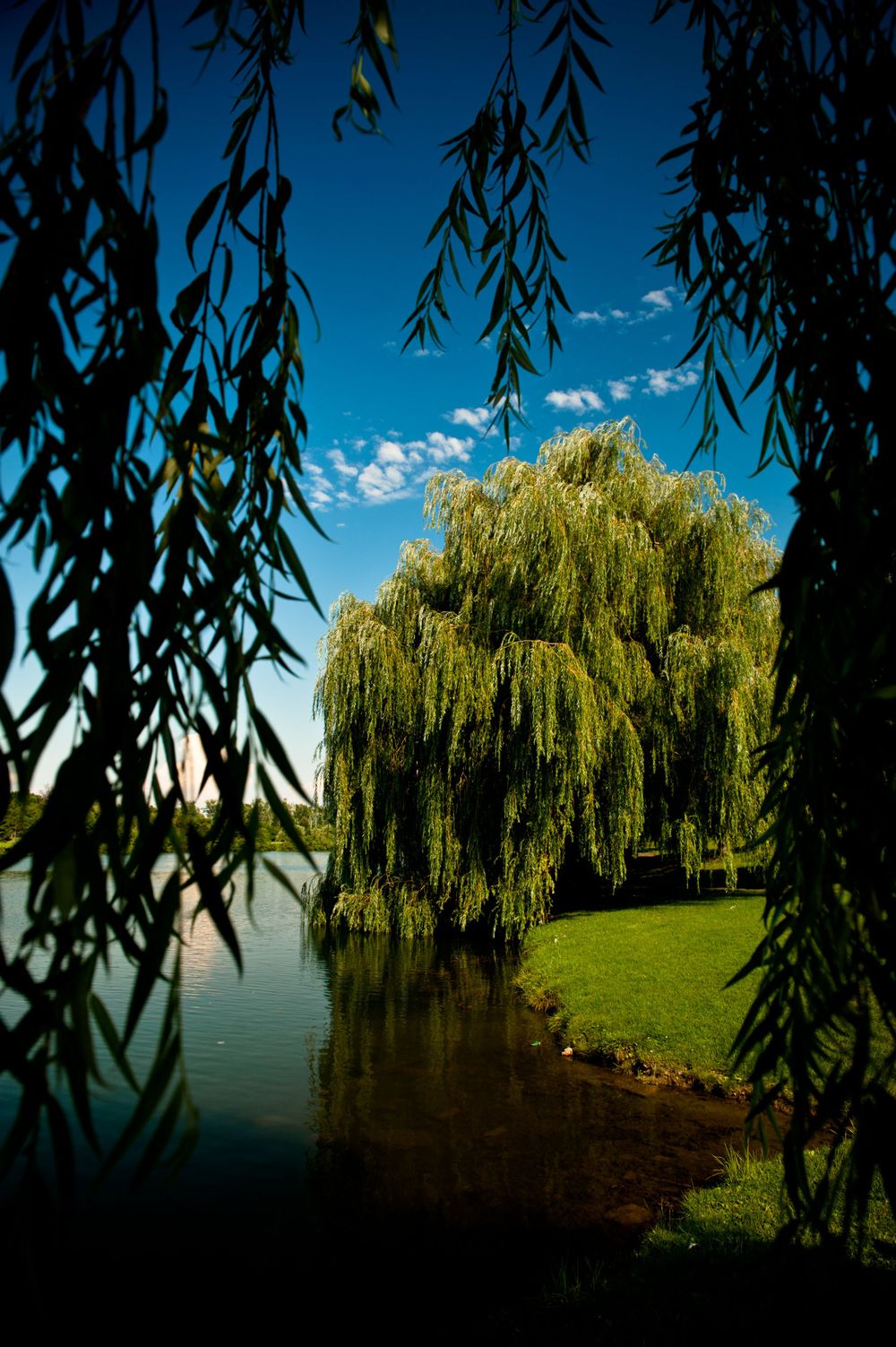 Weeping willow on the bank of Hoyt Lake in Delaware Park Buffalo, NY framed by another weeping willow