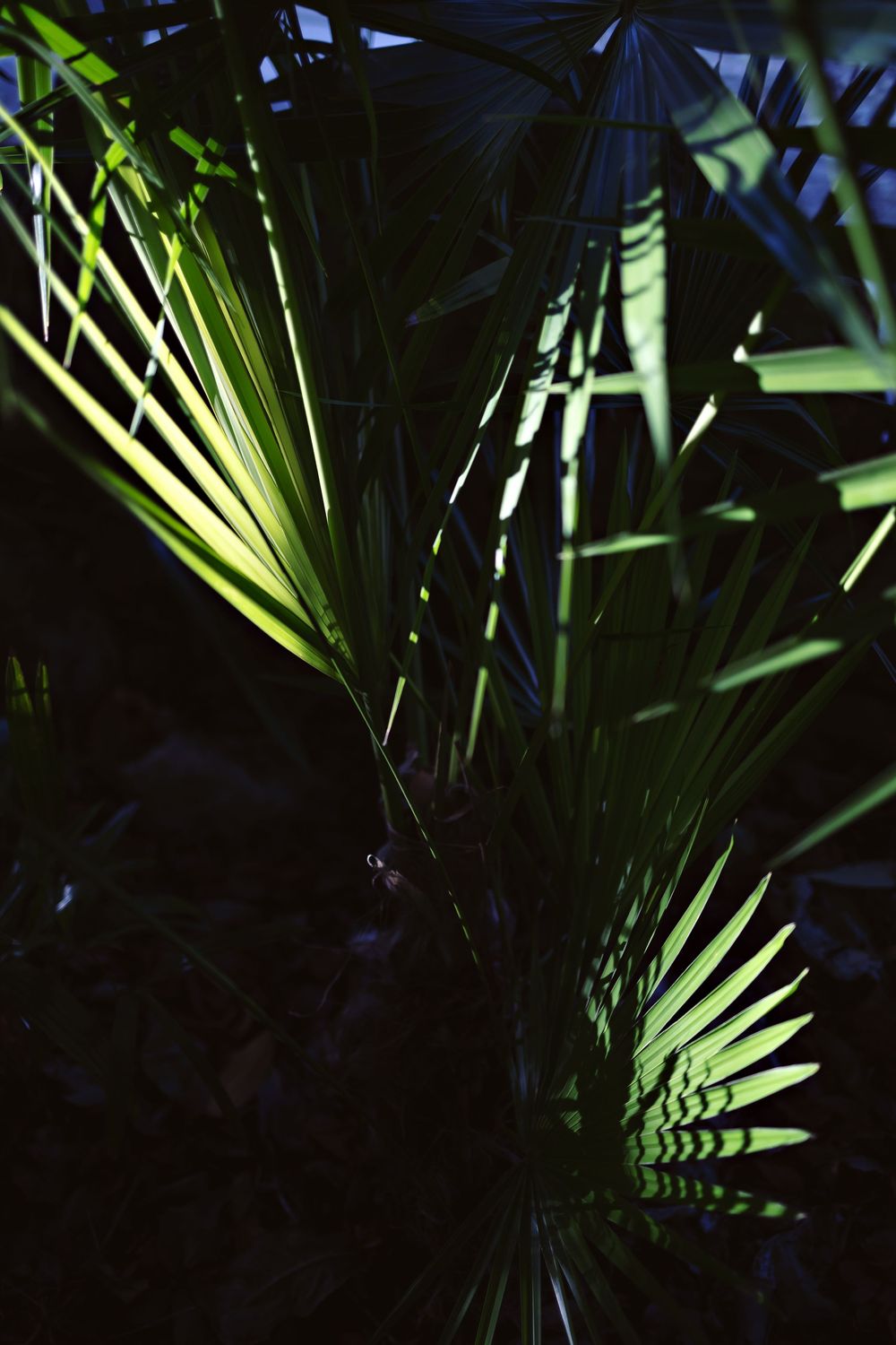 Palm fronds create dramatic shadows and light patterns in a moody, dark tropical setting.