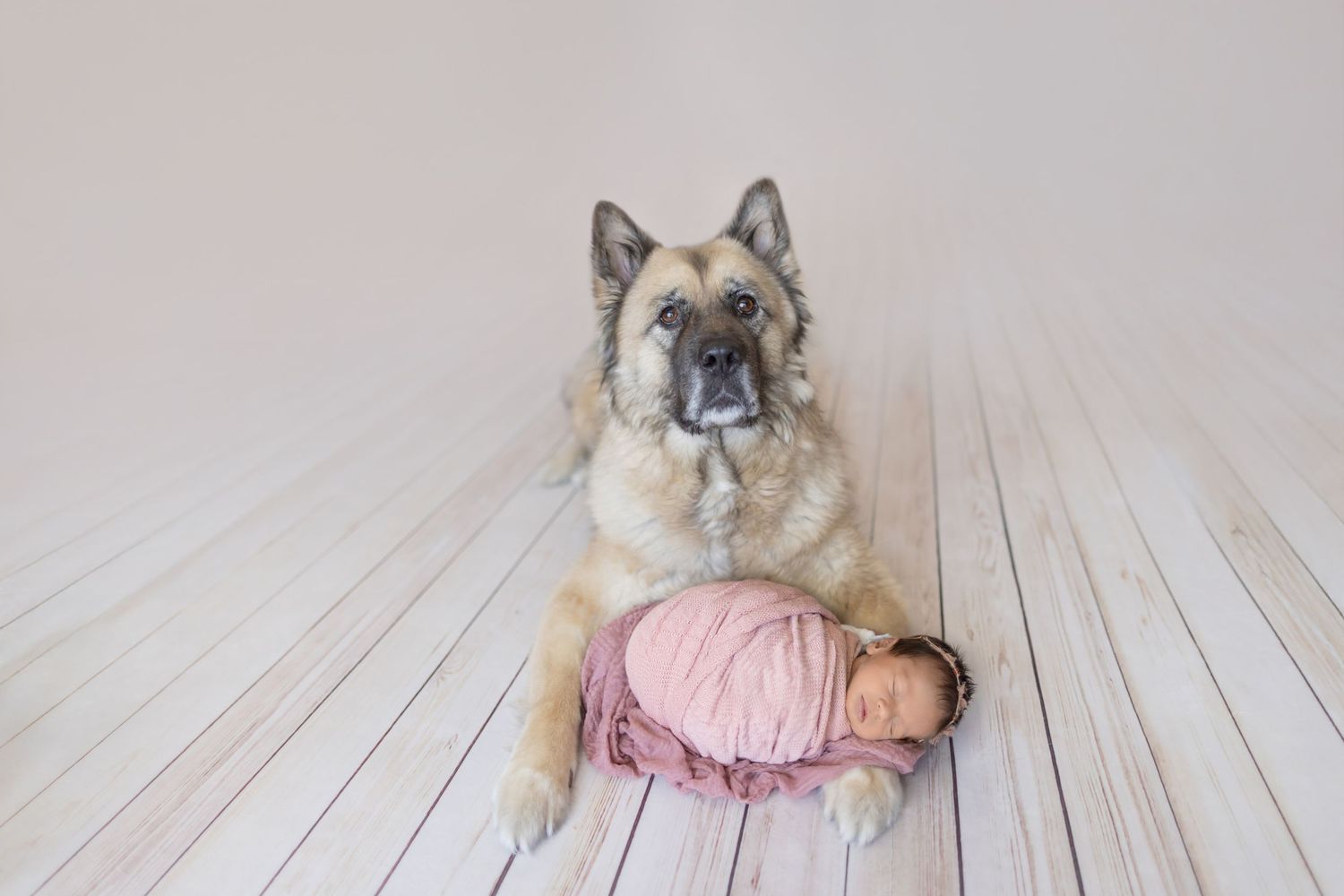 A fluffy German Shepherd dog sits beside a sleeping newborn baby wrapped in pink on a light wood floor.