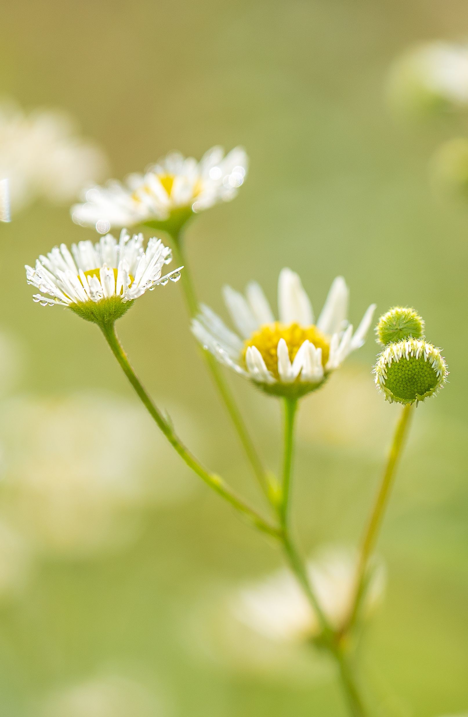 Delicate white daisy wildflowers with yellow centers blooming on slender stems in soft focus.