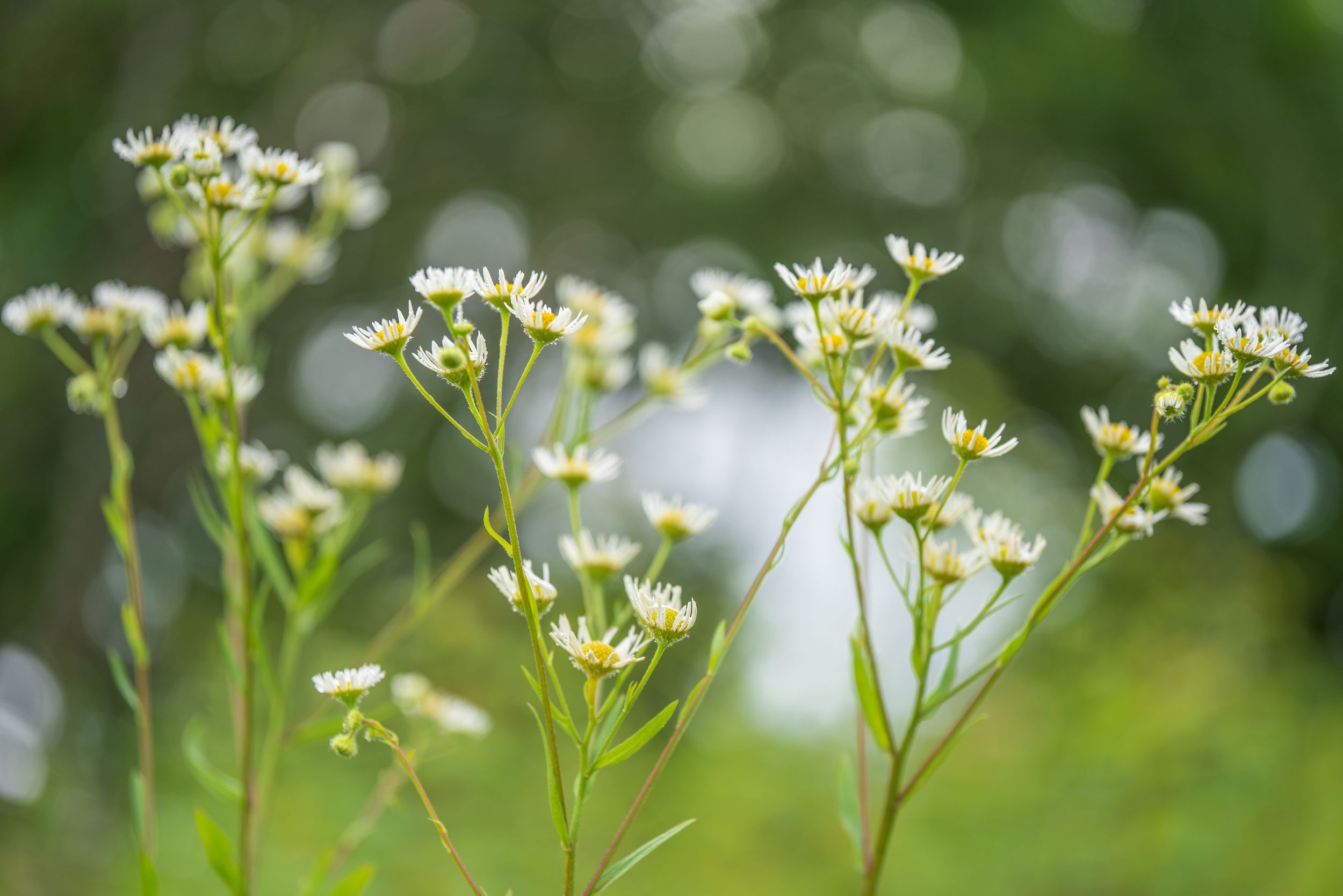 Clusters of small white wildflowers blooming on tall green stems against a bokeh background.