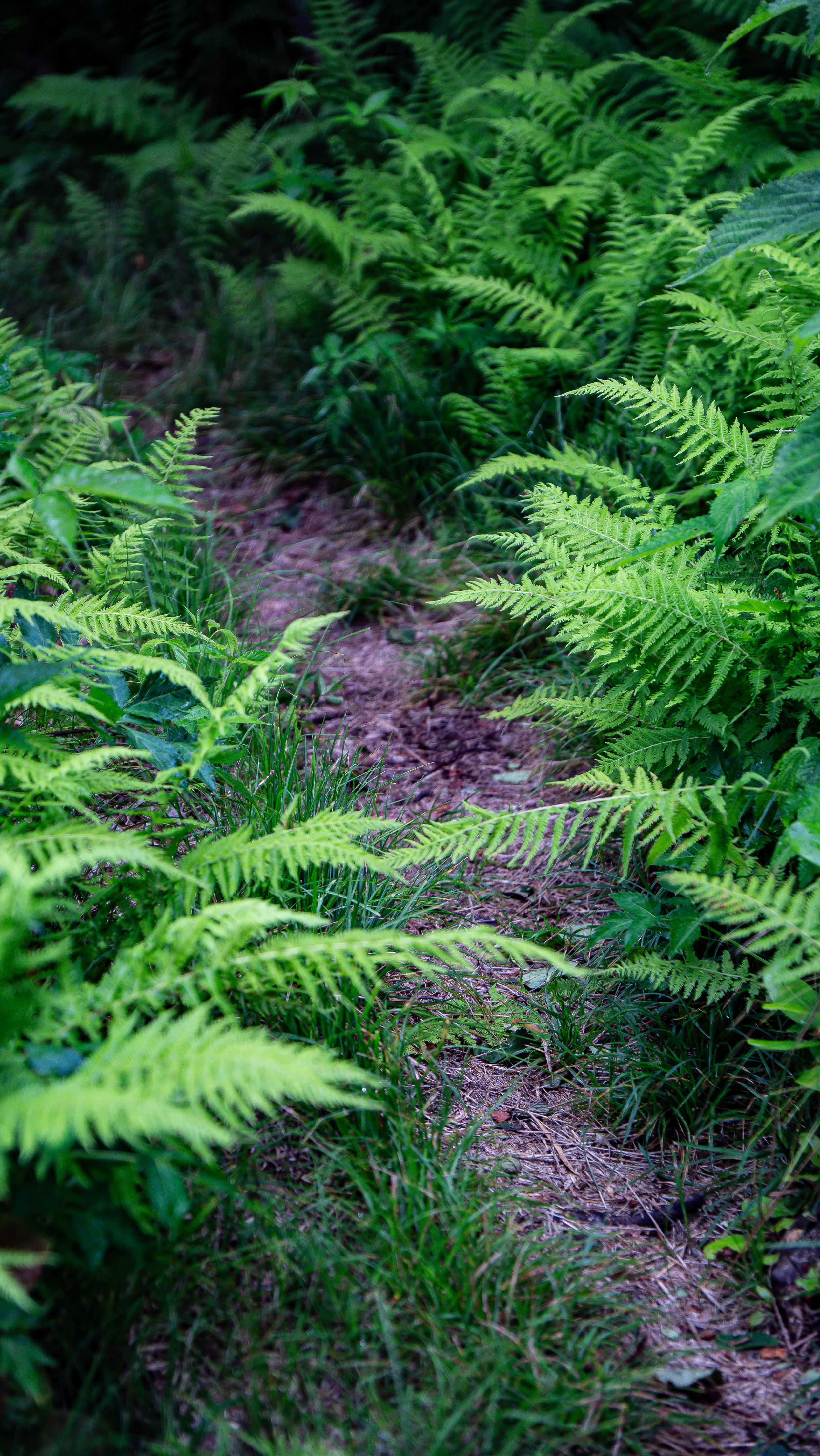 A narrow forest path winds through lush green ferns in a dense woodland setting.