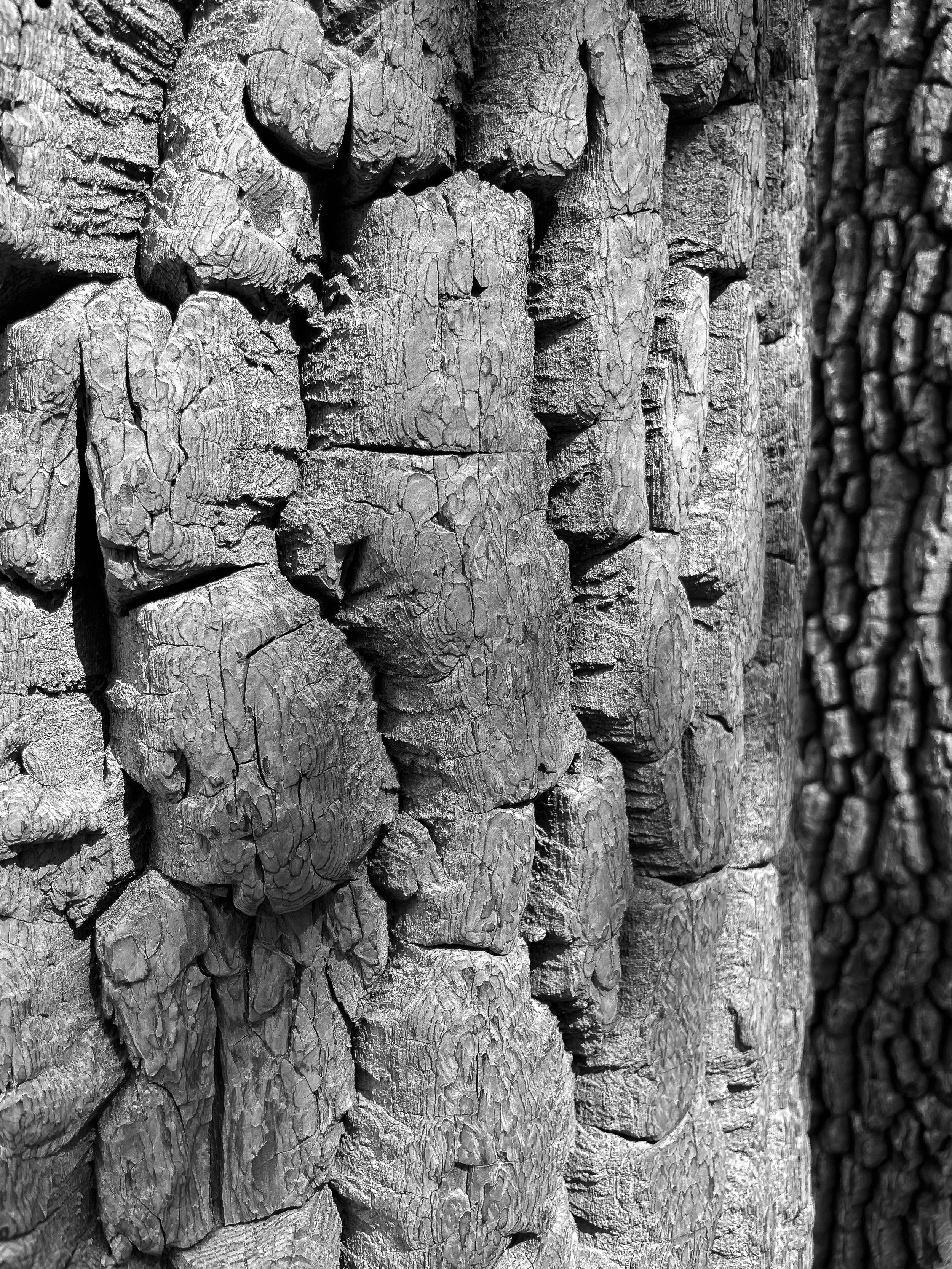 Close-up black and white photograph of deeply textured and rugged tree bark patterns.
