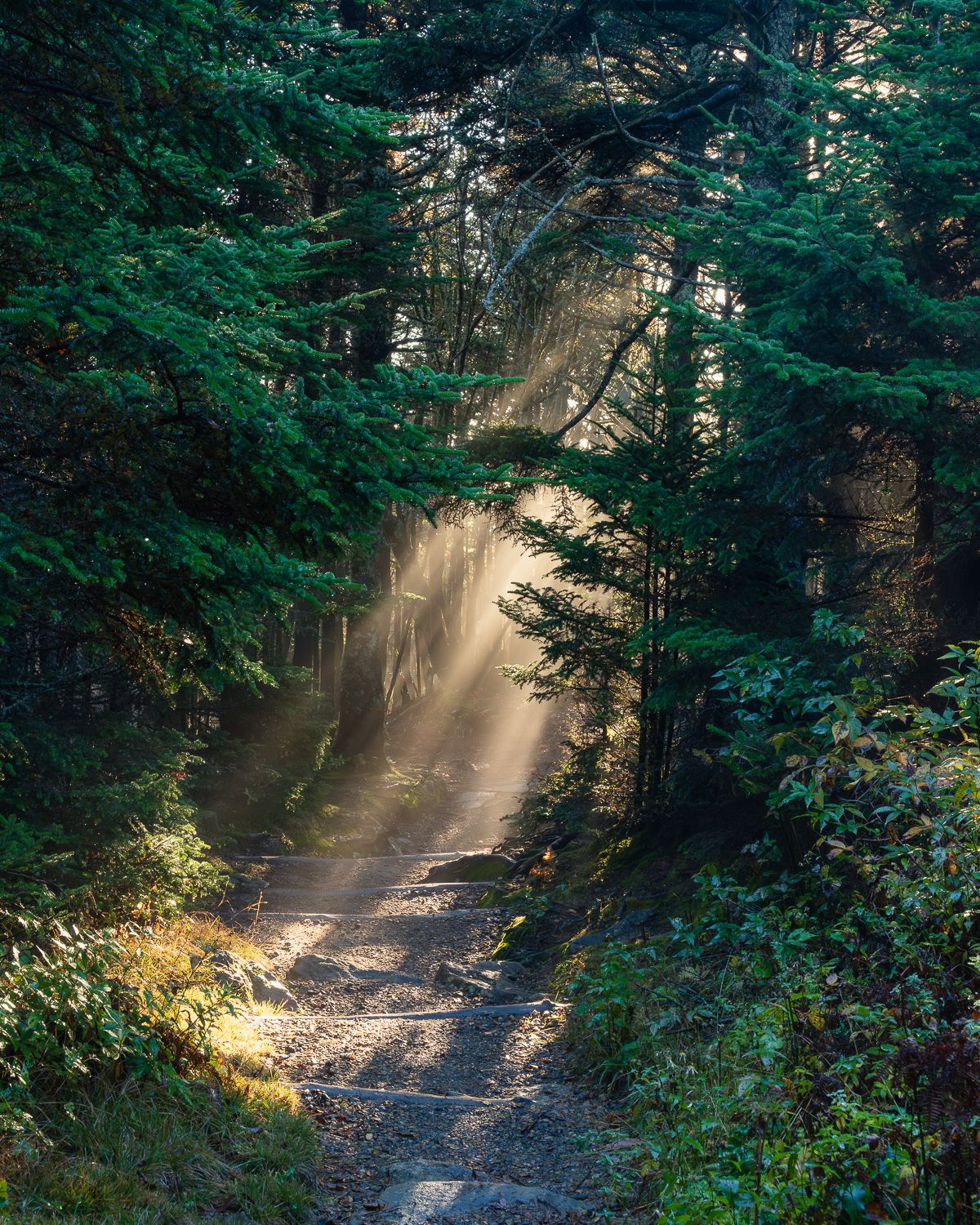 Sunlight rays filtering through lush green forest trees onto a serene dirt path in a misty woodland.