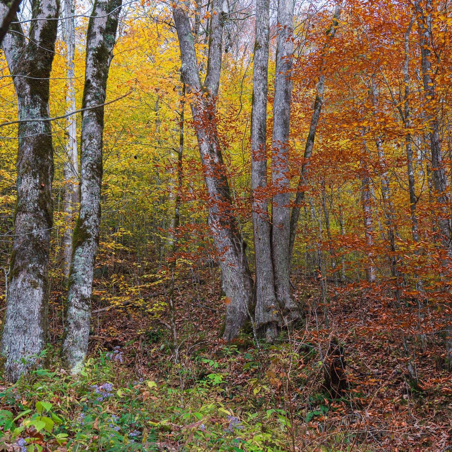 Autumn forest with colorful yellow, orange, and red foliage on deciduous trees with fallen leaves on the ground.