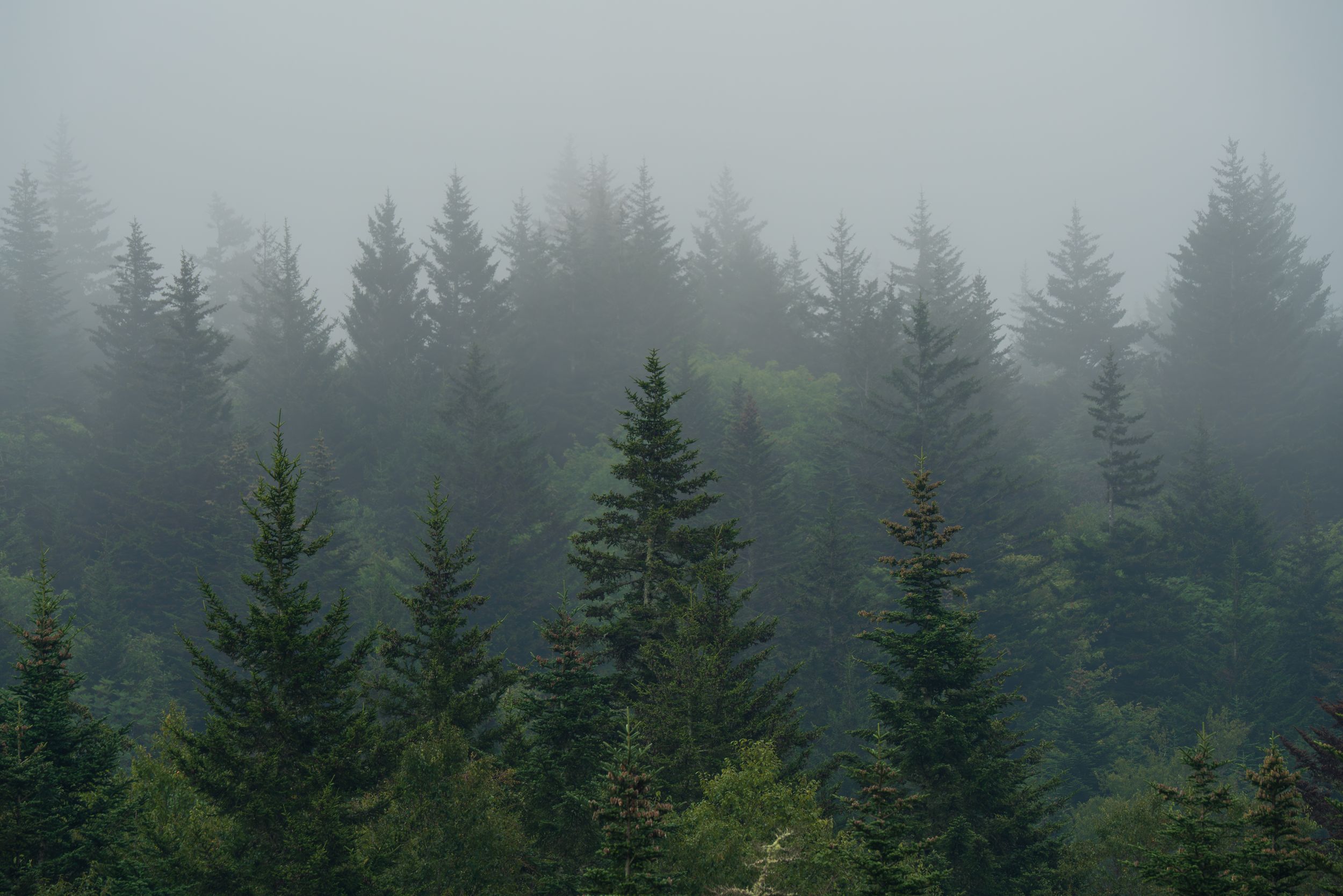 Misty fog drifts through a dense forest of tall dark green pine trees on a hillside.