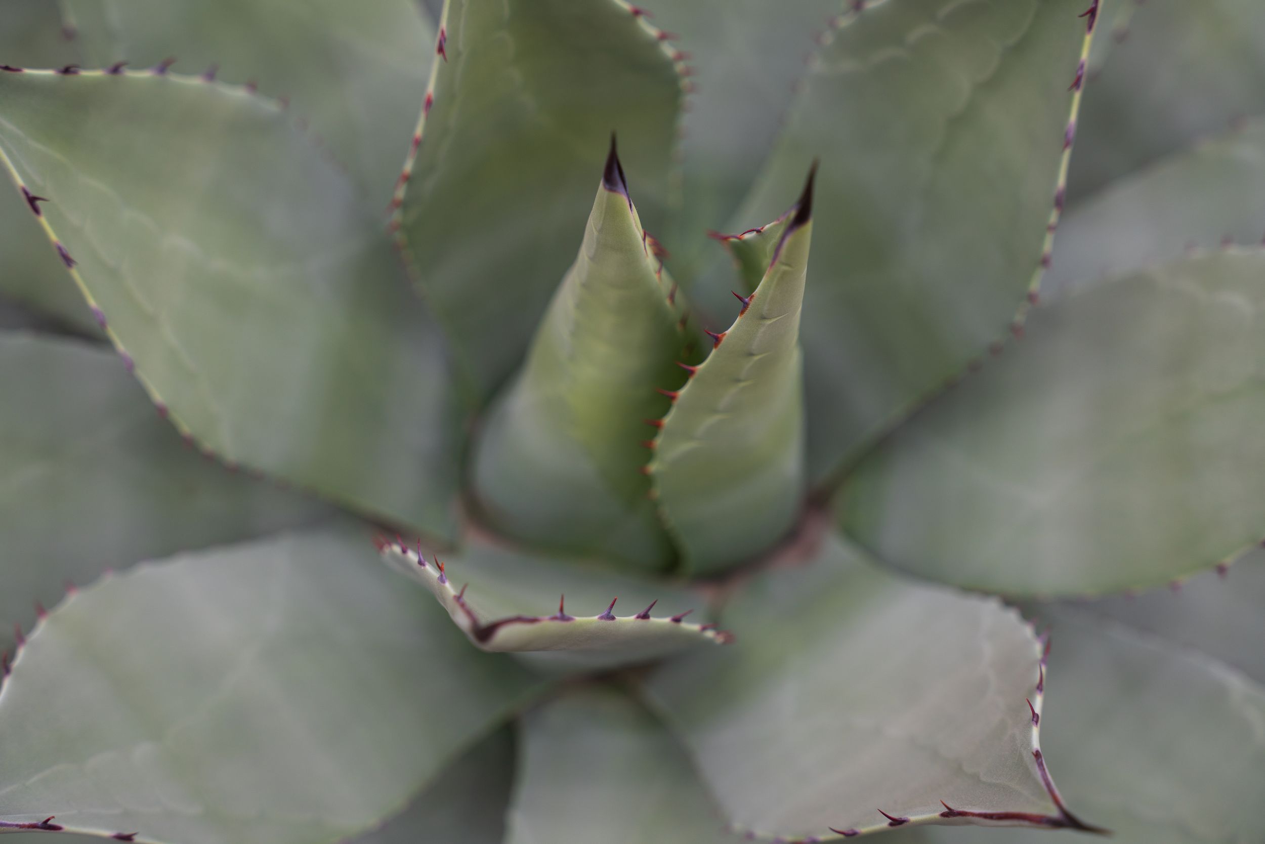 Top-down view of a gray-green agave succulent plant with sharp pointed leaf tips.