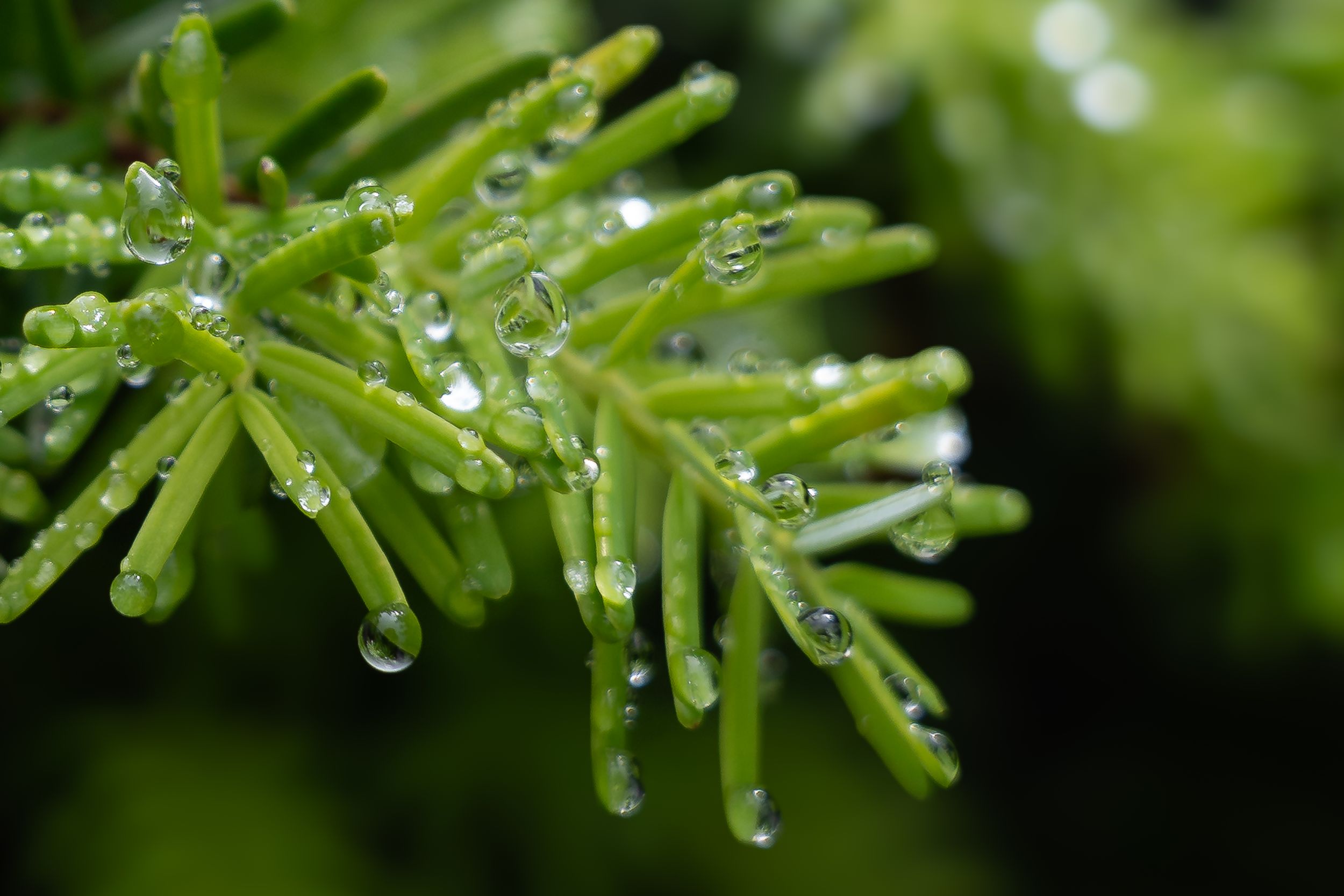 Close-up of vibrant green pine needles covered in glistening water droplets after rain.