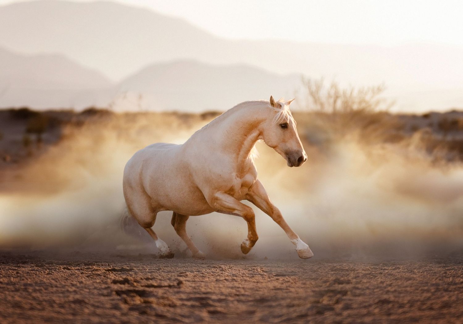 Roan palomino stallion galloping with dust & dirt flying and mountains in the distance