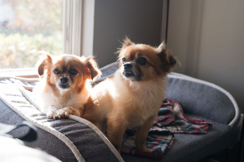 Two small brown Chihuahua mix dogs sitting together in a gray pet bed near a sunny window.