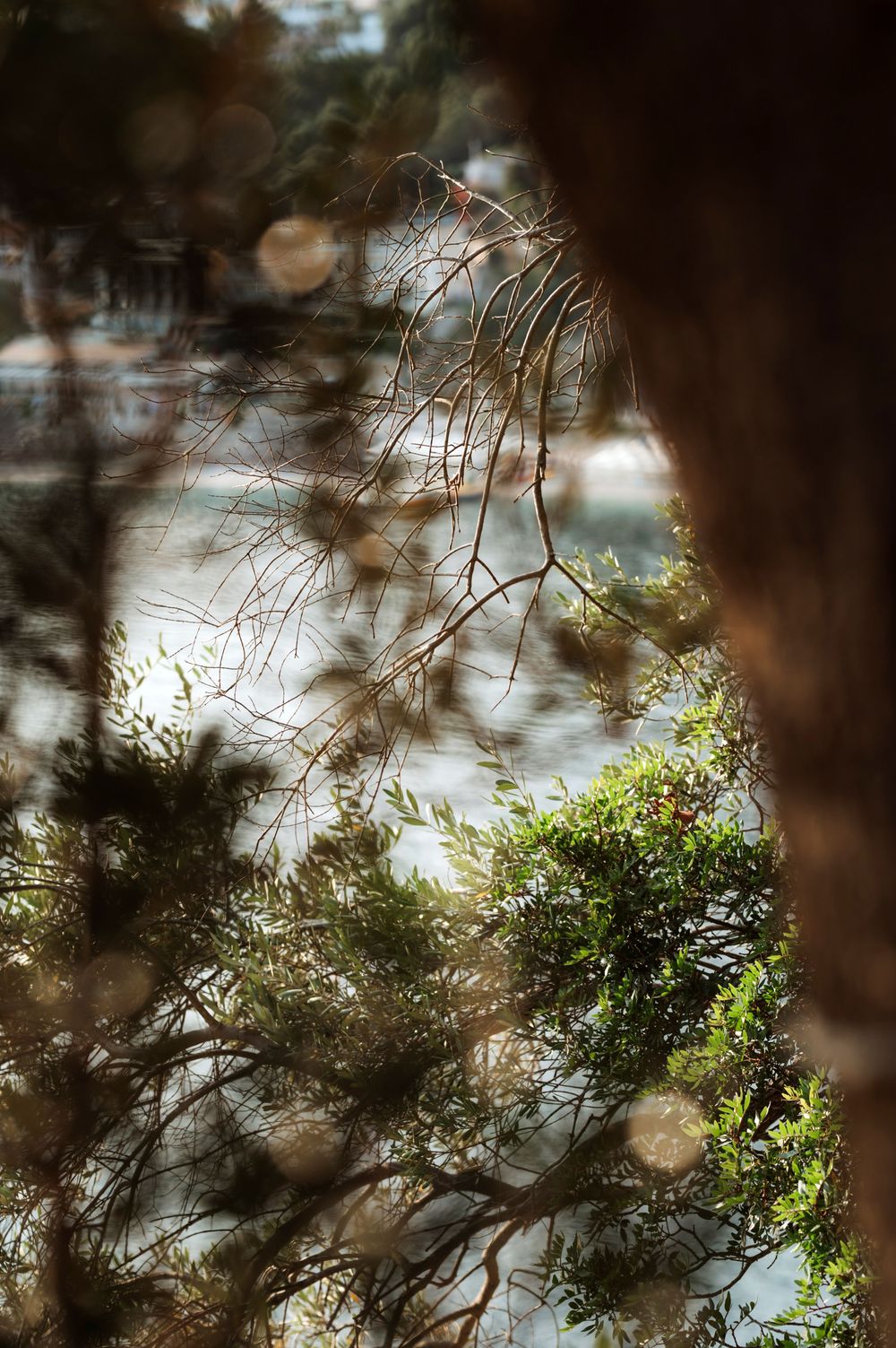 Sunlit tree branches and green foliage framed by tree trunks with a blurred water background.