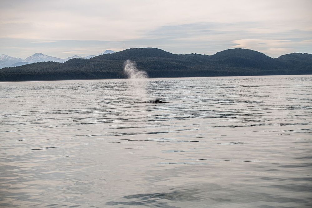 A whale spouting water vapor from its blowhole in calm ocean waters with misty mountains in the background.