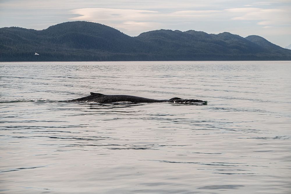 Humpback whale surfacing in calm ocean waters with scenic mountain range visible on the horizon.