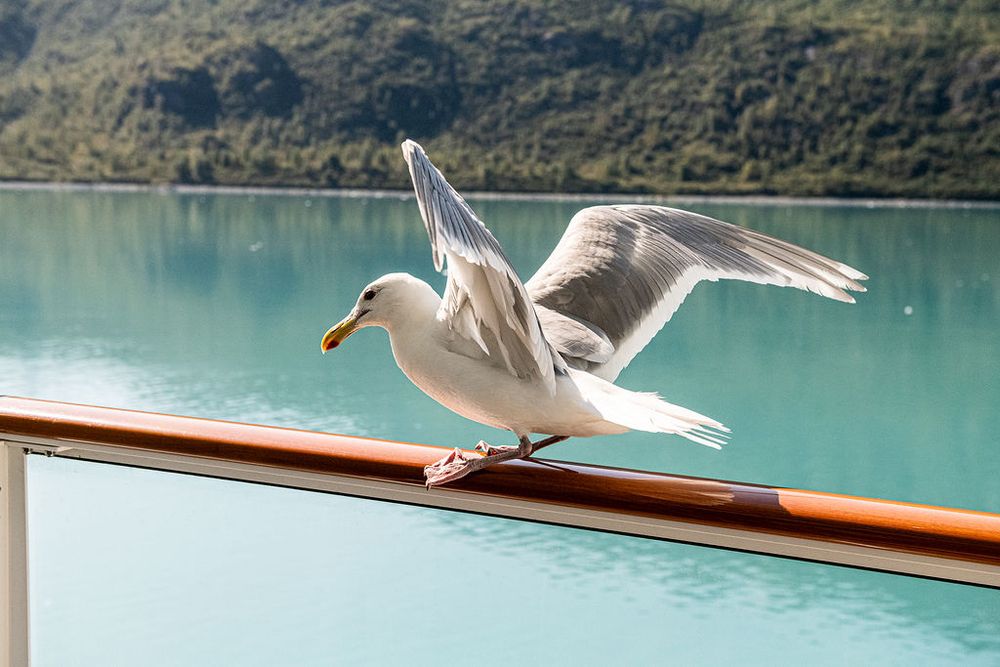 Seagull spreading wings on cruise ship railing with turquoise water and green hills behind.