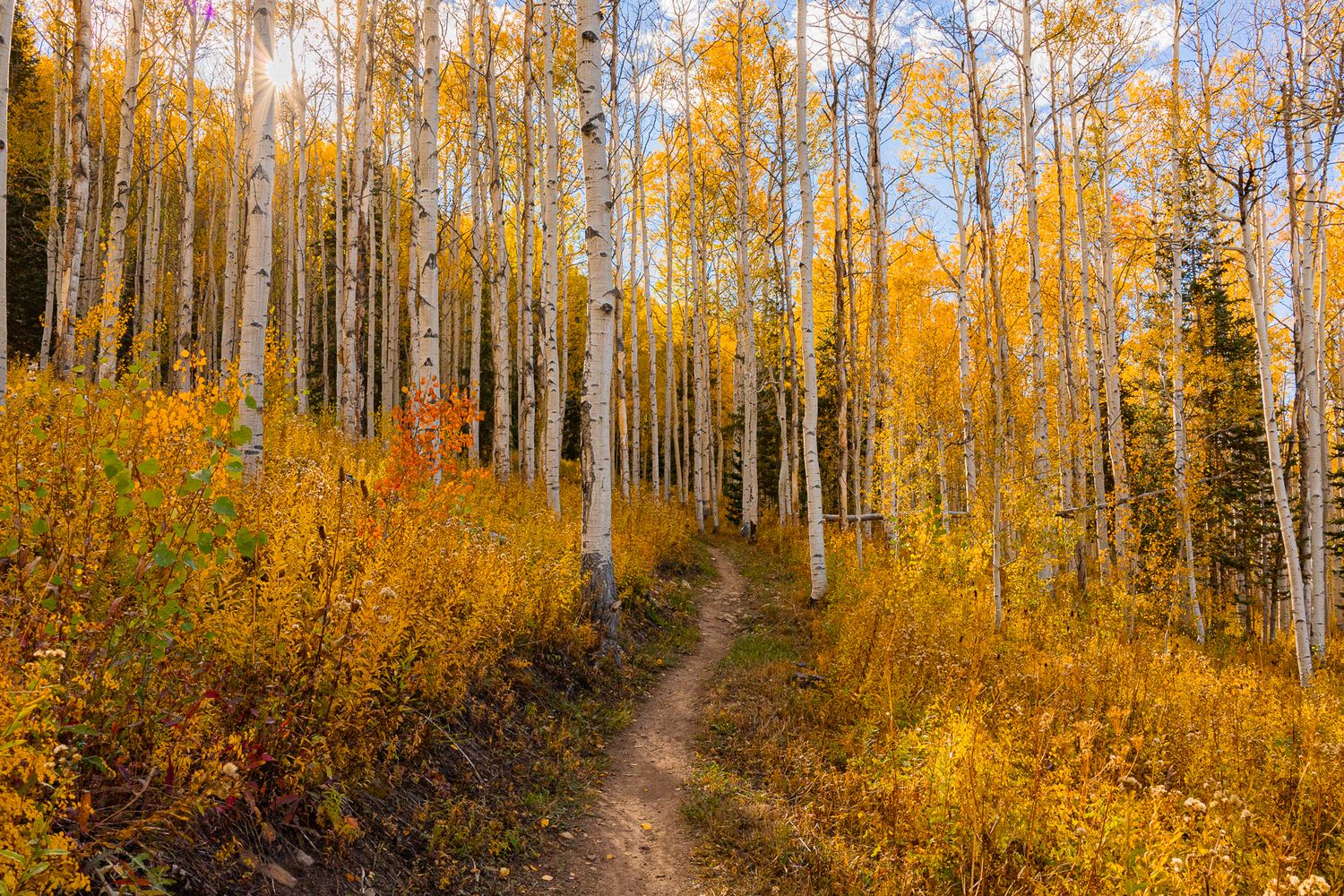 A winding dirt trail through a golden aspen forest in autumn, with white birch trees and yellow foliage glowing in sunlight.