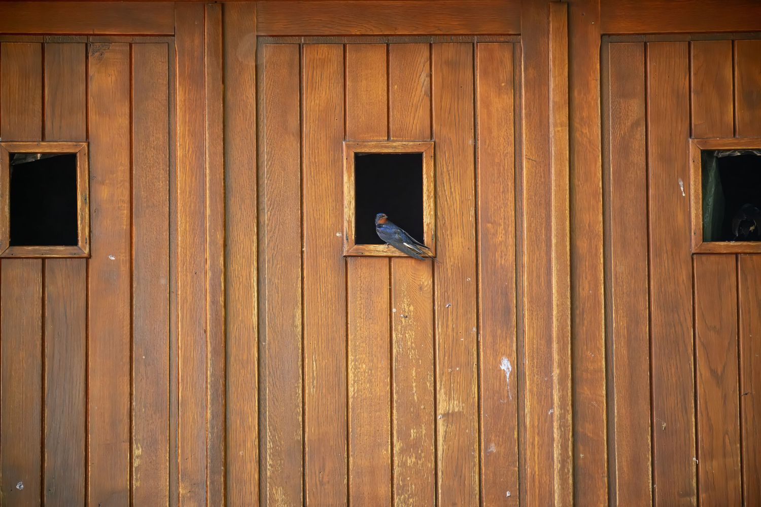 A dark bird perched in a small window of a rustic wooden barn door with warm brown tones.