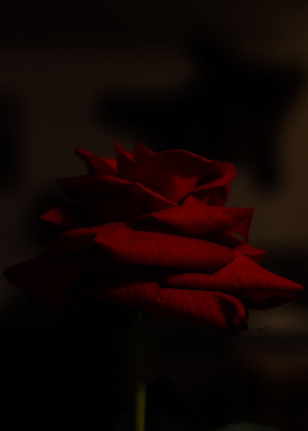 Close-up of deep red rose petals in dramatic dark lighting.