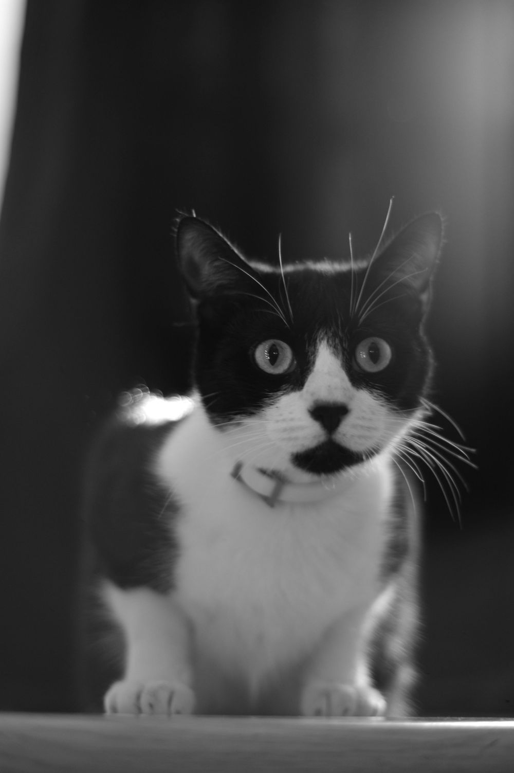 Black and white cat with striking eyes and tuxedo markings peeks over the edge of a surface in a dramatic portrait.