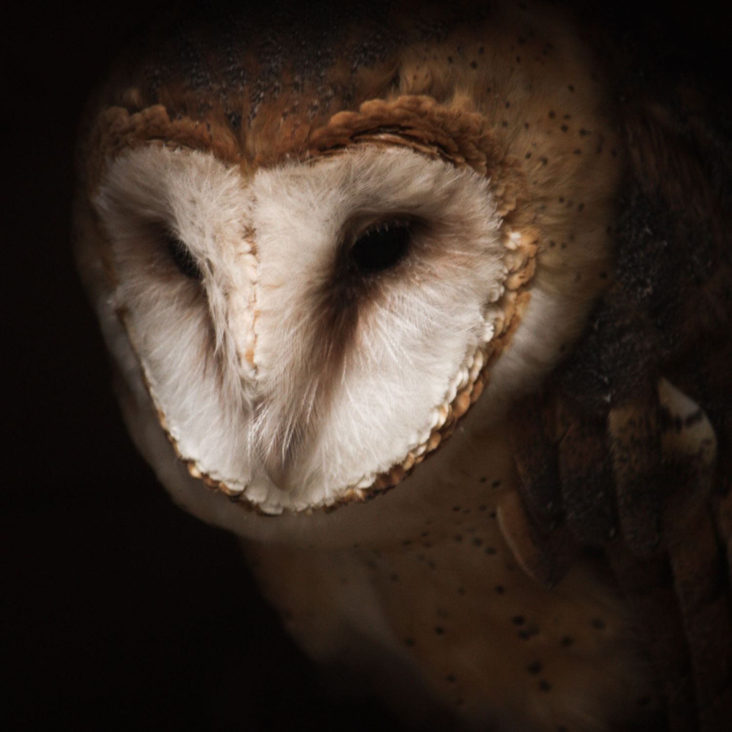 A close-up portrait of a barn owl. Photo by Jessica Rix. #wacc:captive (at MN Raptor Center, she imprinted and could not be released)