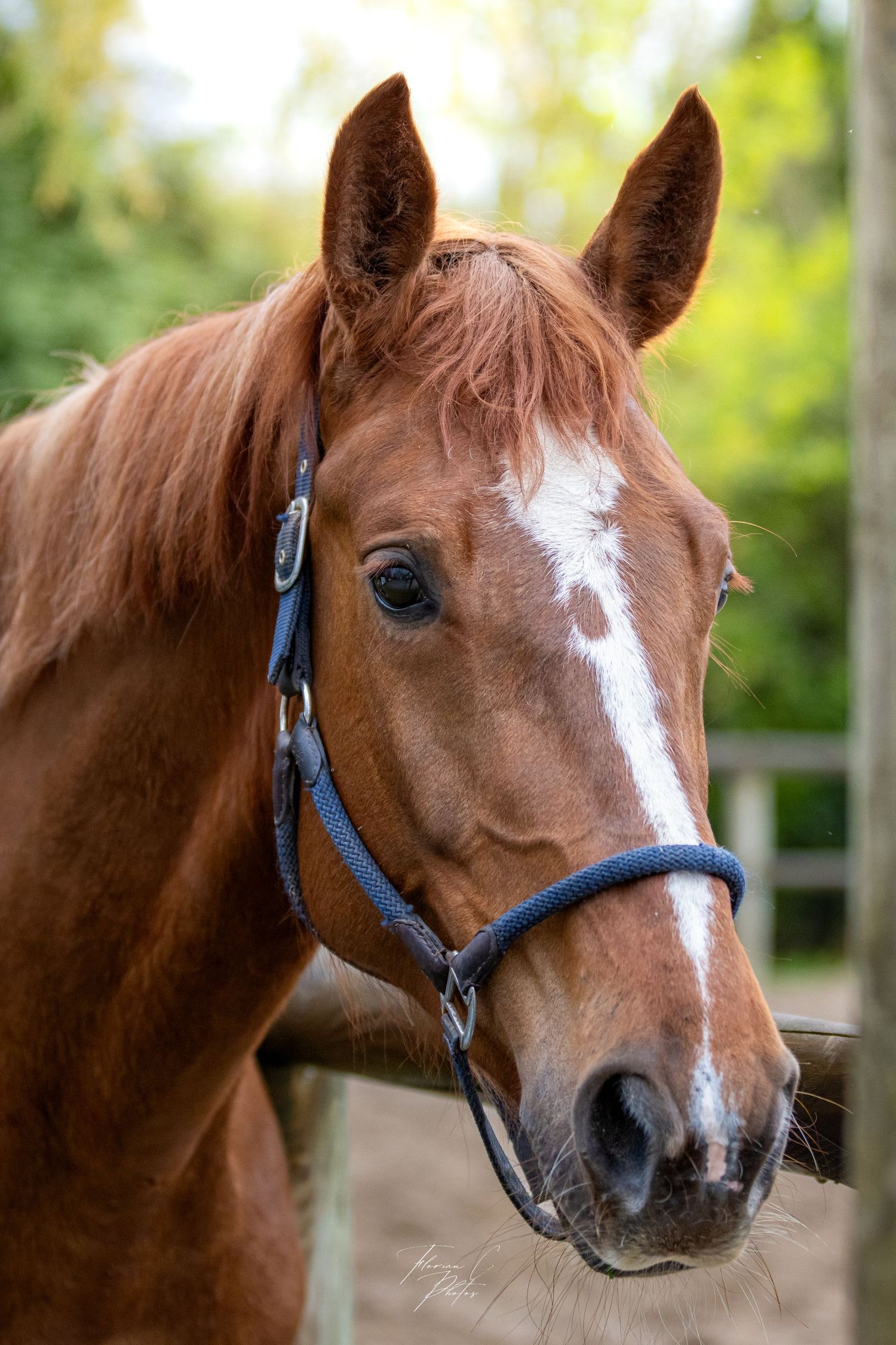 Cheval / portrait cheval / portrait photo