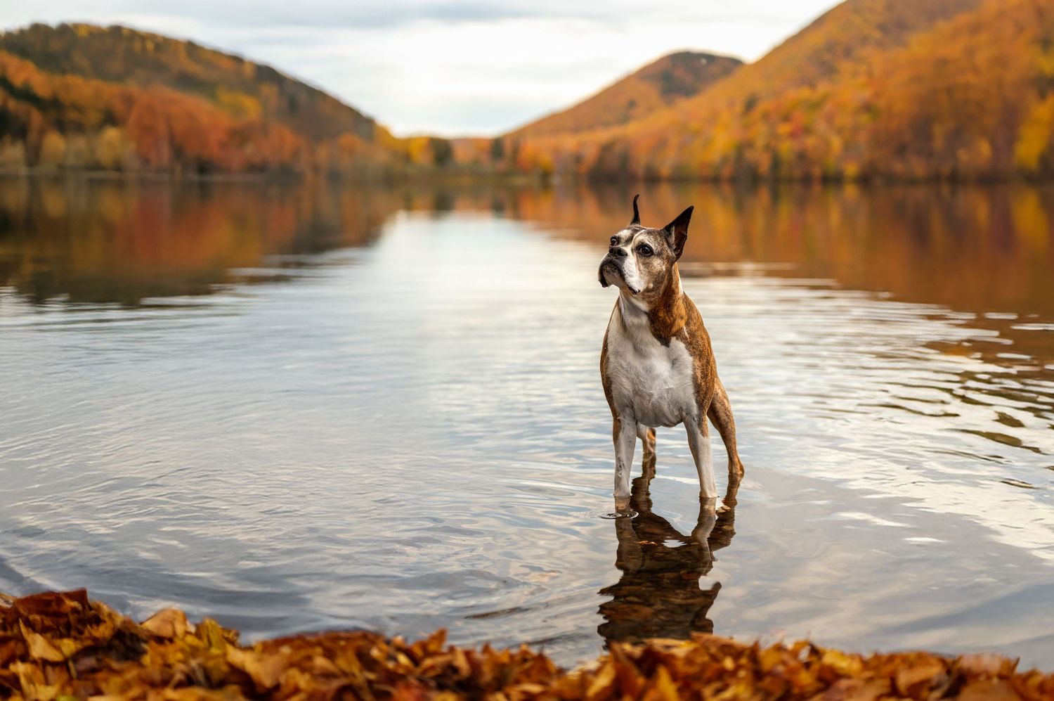 Senior Boxer with a white muzzle standing in a lake surrounded by fall mountains during a pet photography session