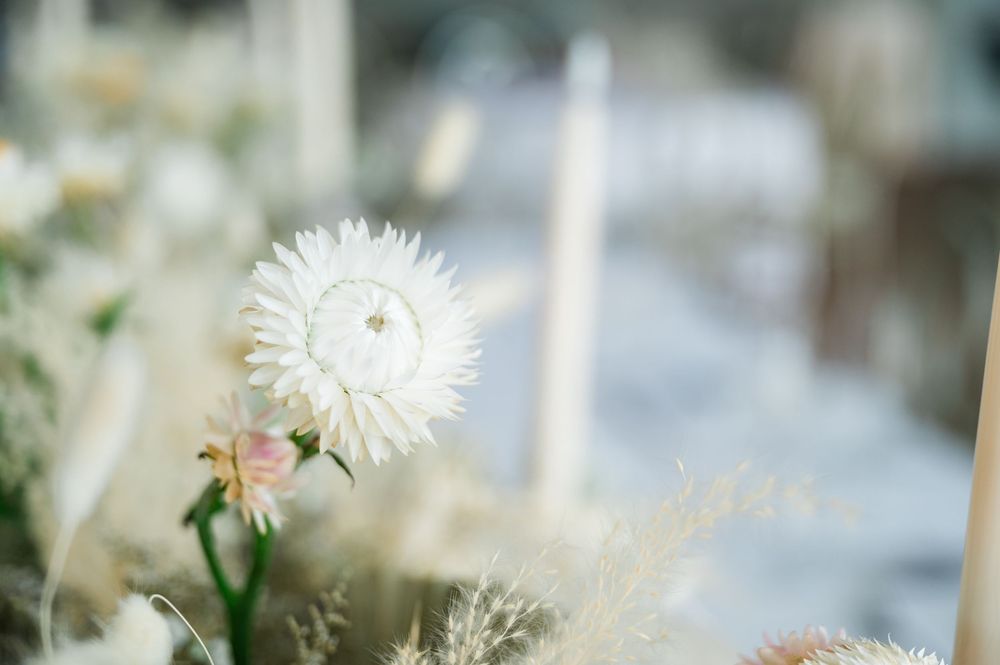 Close-up of delicate white chrysanthemum flowers blooming in soft natural light.