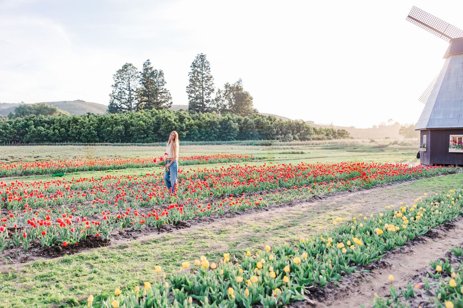 Scenic tulip fields in full bloom with rows of vibrant red and orange flowers stretching across a rural landscape.