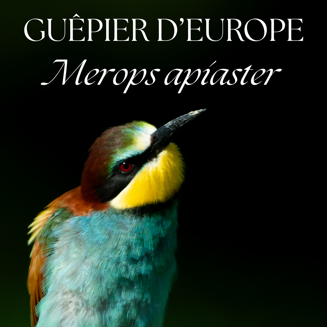A colorful European bee-eater bird with vibrant turquoise and yellow plumage perched against a dark background.