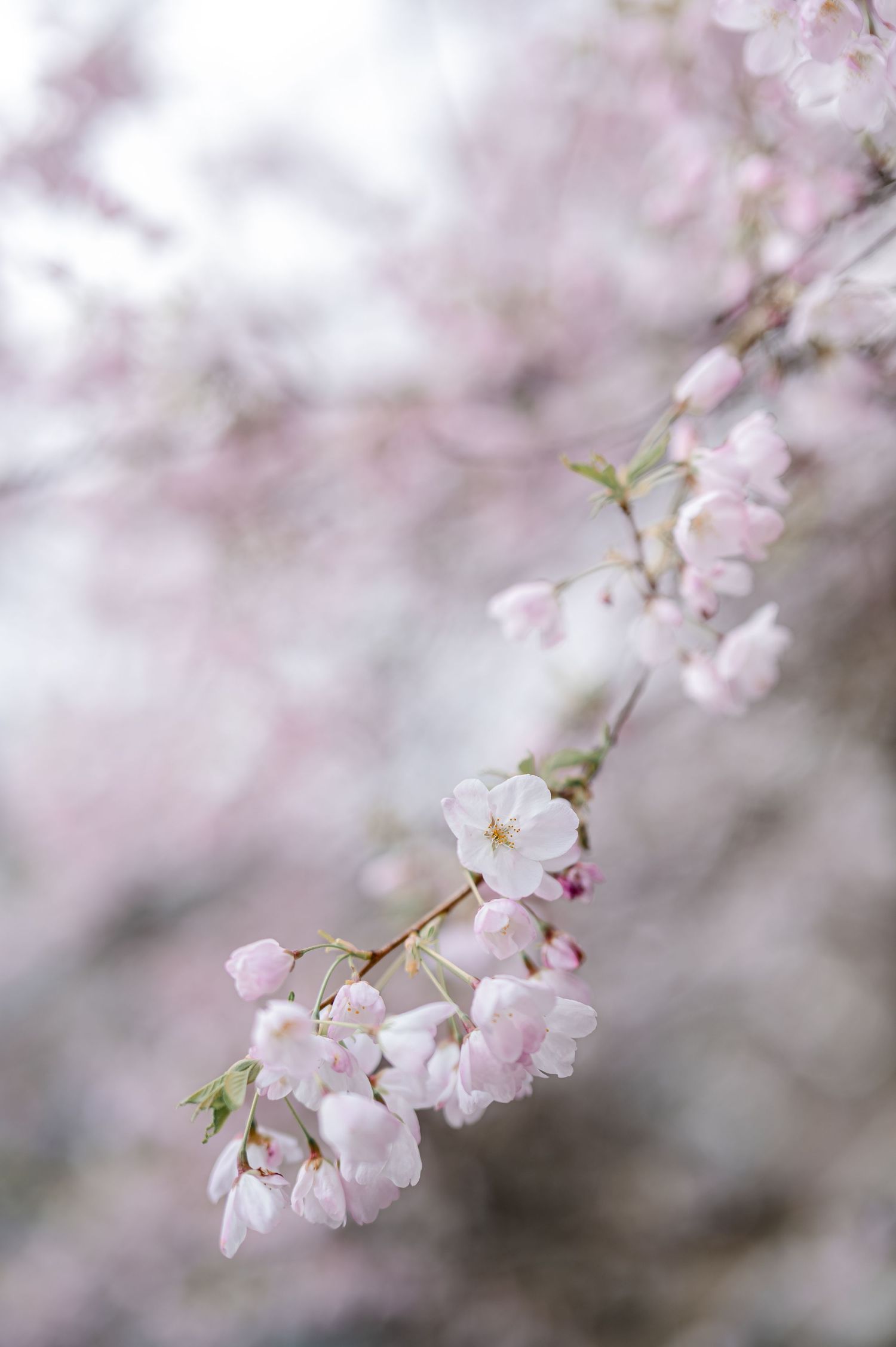 Delicate pink cherry blossoms blooming on branches with soft bokeh background in springtime.