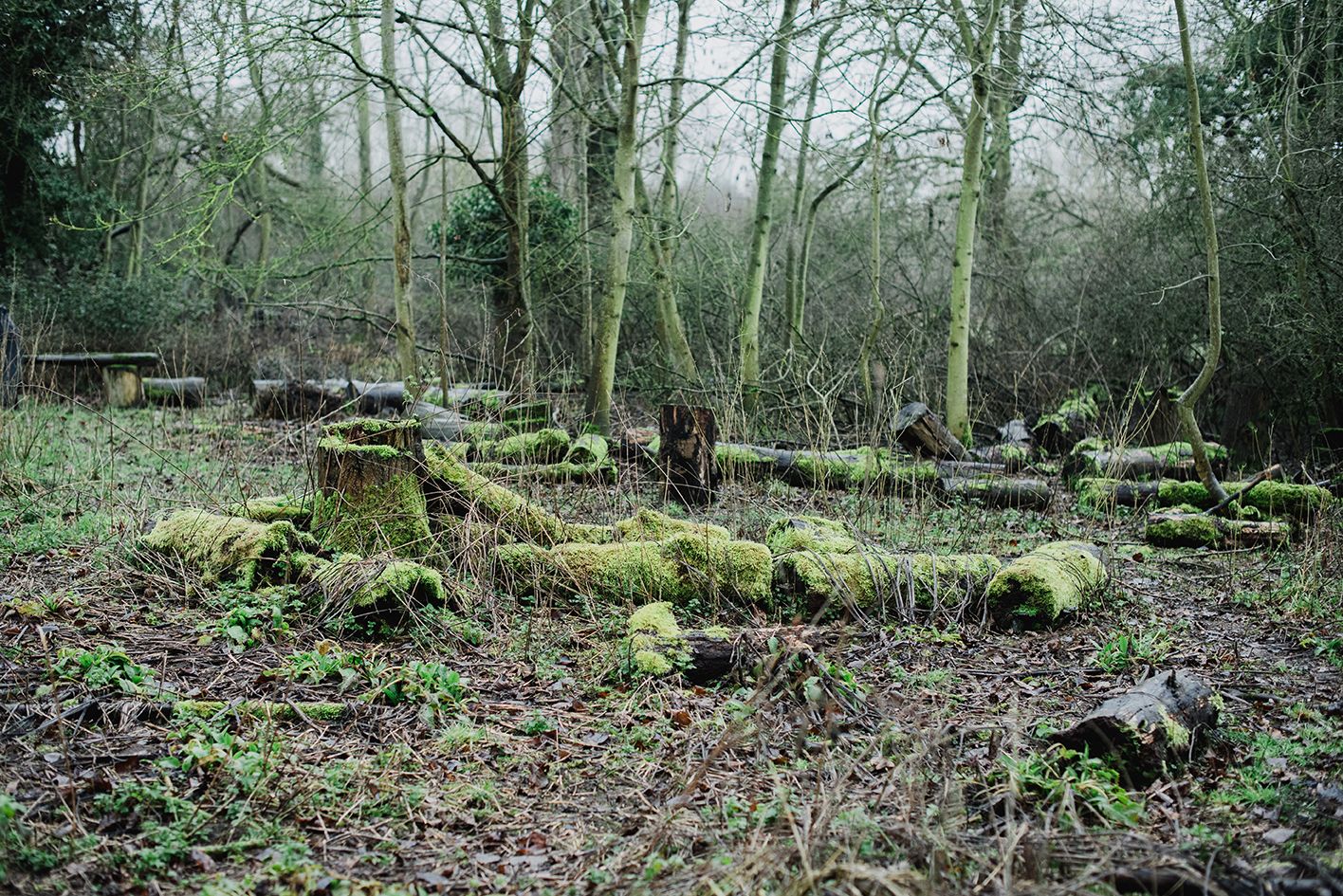 Moss-covered tree stumps and logs in a woodland clearing with bare trees in winter.