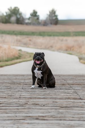 Black and white Staffordshire Bull Terrier with gold chain collar sitting on wooden path in rural field.