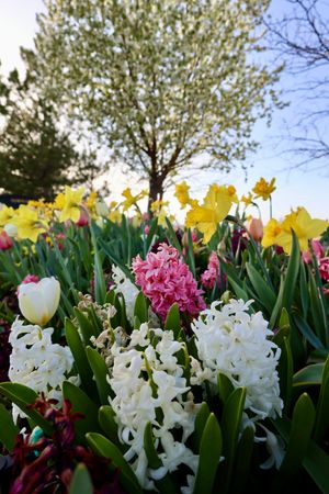 Colorful spring garden featuring white hyacinths, pink tulips, yellow daffodils and green foliage in bloom.