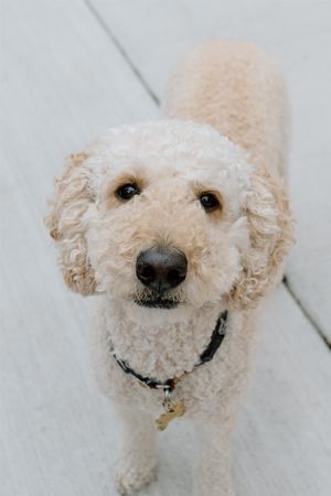 Adorable fluffy golden doodle dog with curly cream fur looking up at camera on wooden deck.