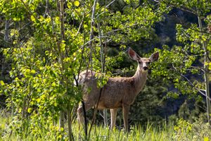A herd of deer grazes peacefully in bright green spring foliage.