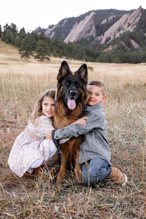A large German Shepherd dog sits in a grassy field with mountains visible in the background.