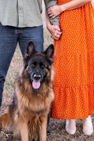 A fluffy German Shepherd dog sits outdoors next to someone wearing an orange polka dot dress.