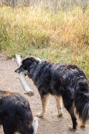 Two black and white border collie dogs on a dirt path next to tall golden grass.