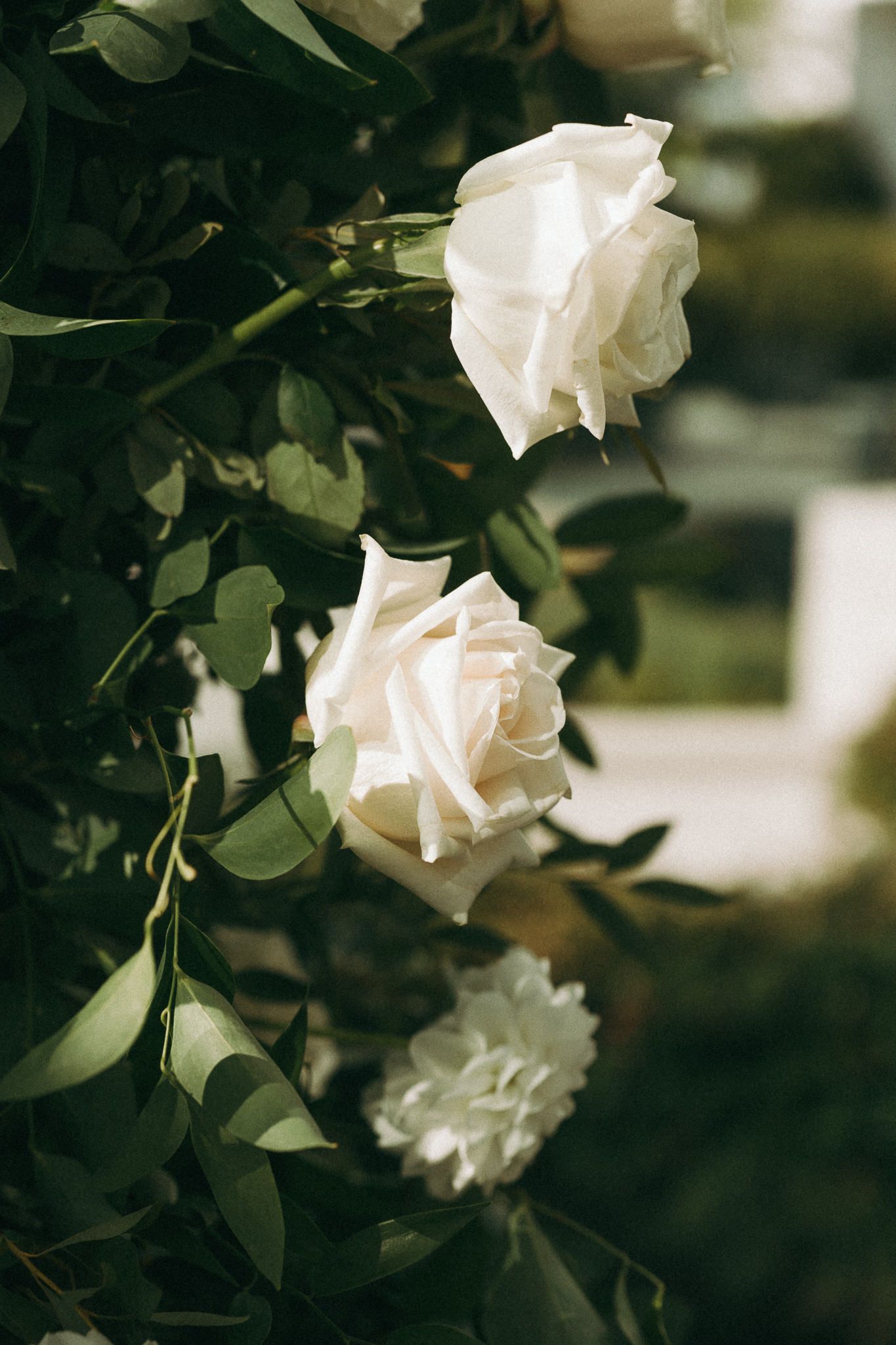 White roses and greenery in dramatic lighting creating romantic ambiance.