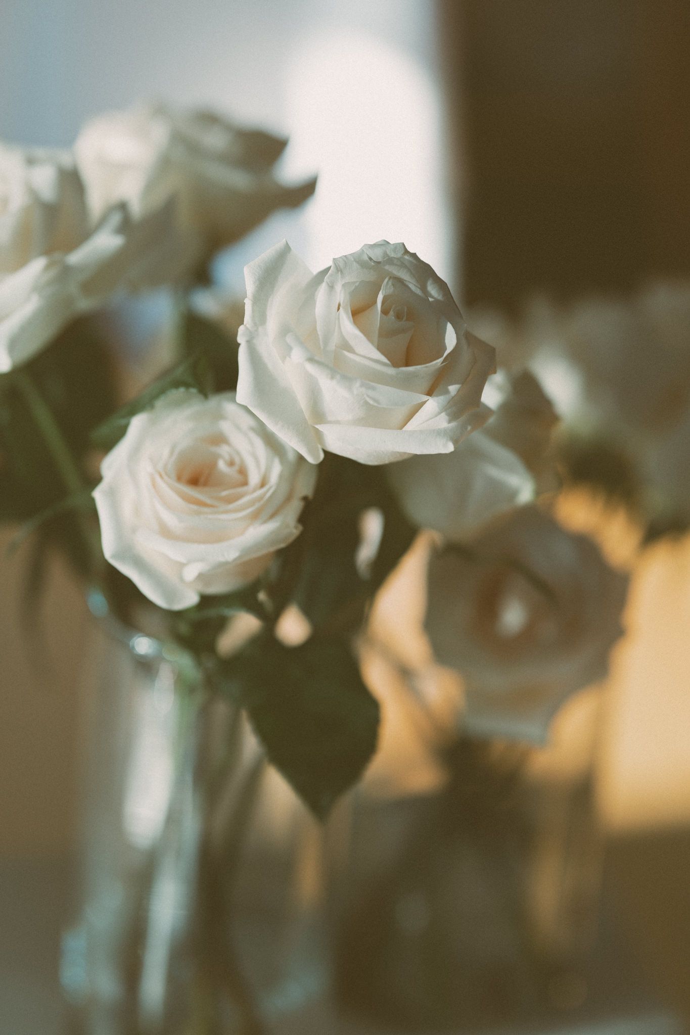 Soft focus white roses in a vase with dreamy lighting.