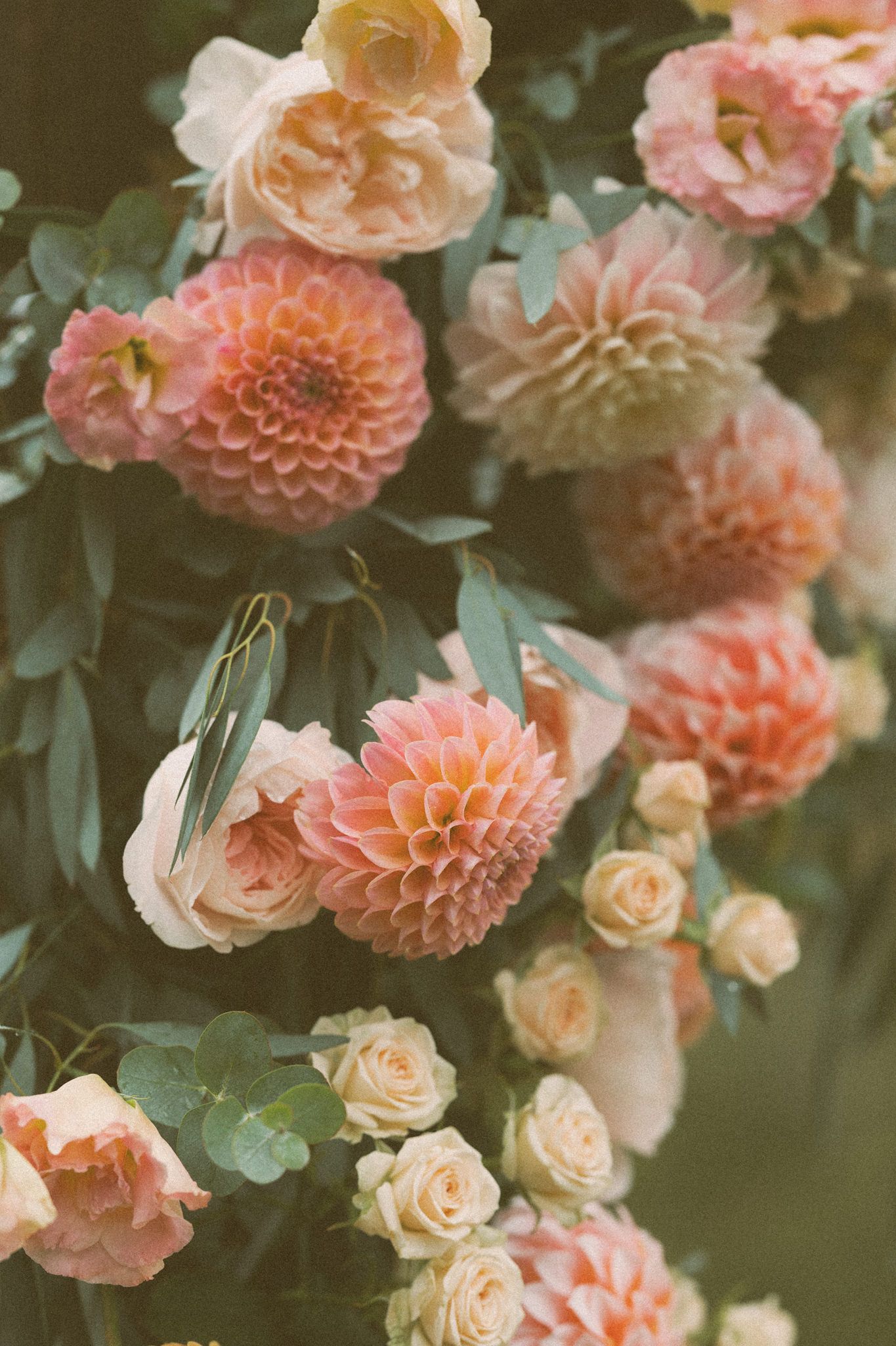 Beautiful arrangement of pink and peach dahlias and roses in soft focus.