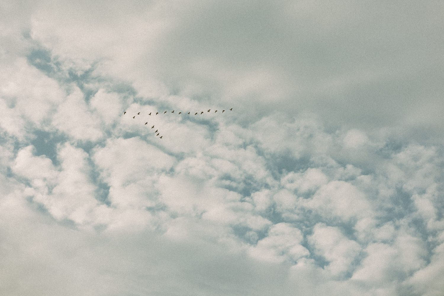 Birds flying in formation across a cloudy blue sky.
