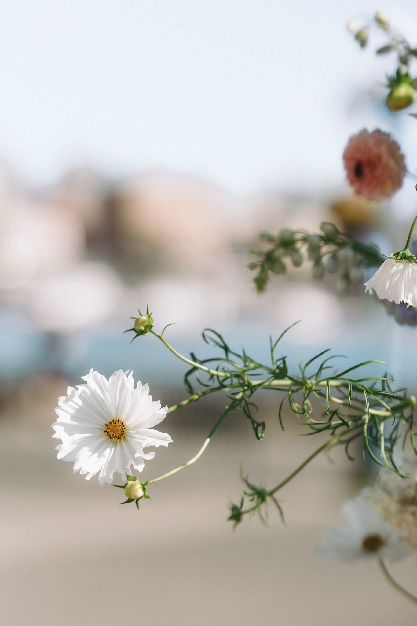 White daisy flowers bloom delicately against a soft blurred background.