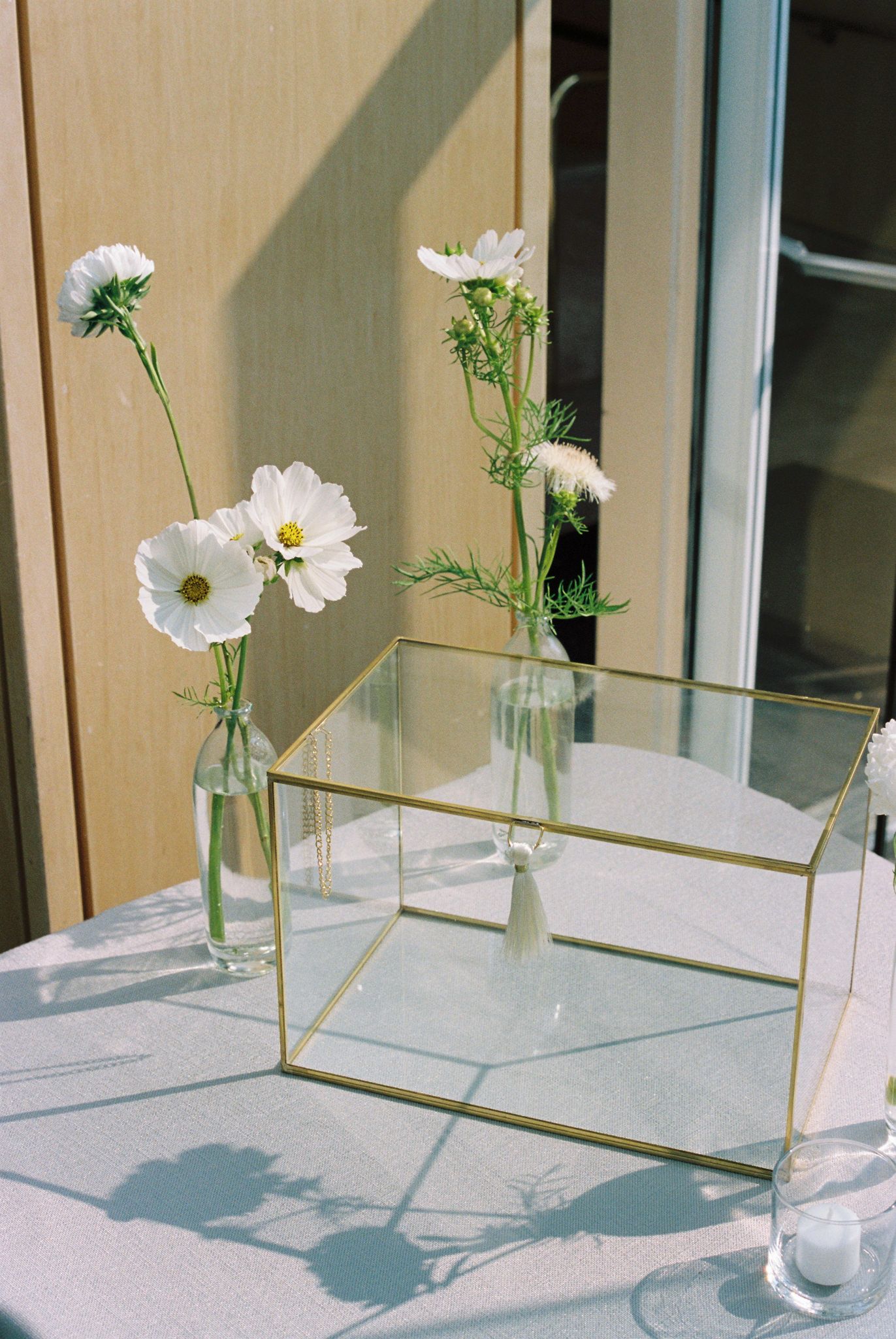 White cosmos flowers in glass vases casting shadows on a beige wall.